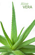 Aloe Vera leaves isolated on white