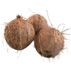 Kokosnuss frisch 1 Stück Coconut fresh