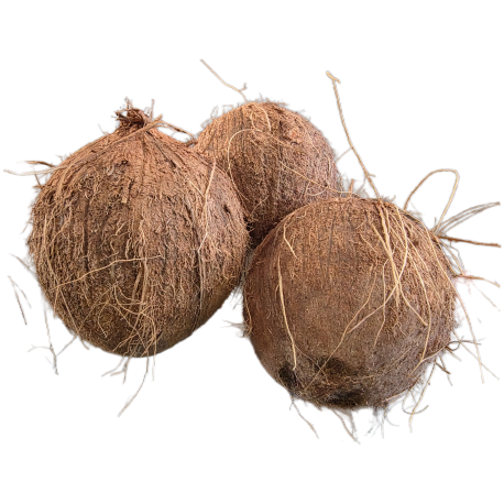 Kokosnuss frisch 1 Stück Coconut fresh