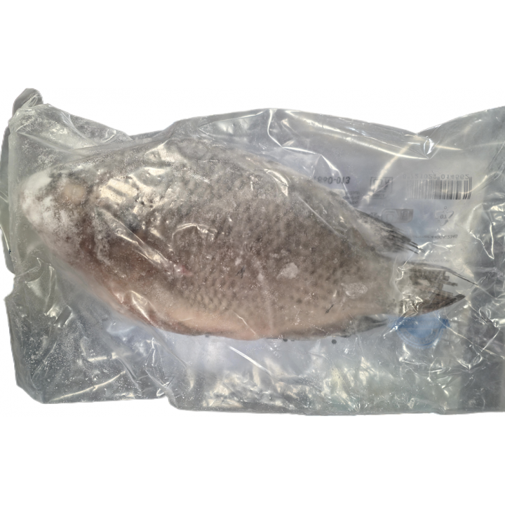 Black Tilapia (Schwarzer Buntbarsch) TIEFKÜHL Ausgenommen&Geschuppt 1,45-1,5kg  Philippinen Ganzer Fisch