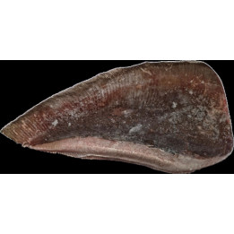 Rayfish Wings Rochen-Flügel Preis per Stück TIEFKÜHL ca.900g